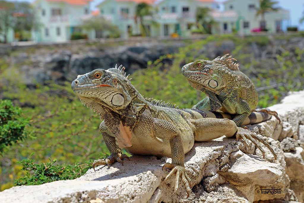 Leguane-Curacao Leguane-Curacao